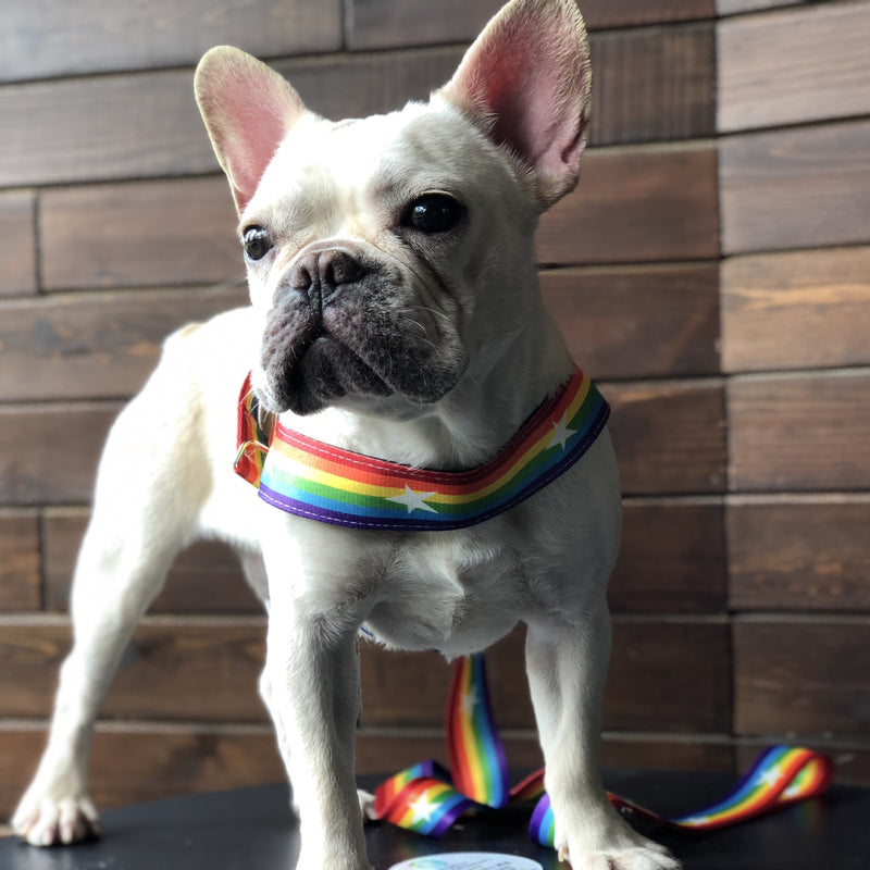 LGBT Unicorns Rainbow Pet Dog Leash Explosion-proof Chest Strap