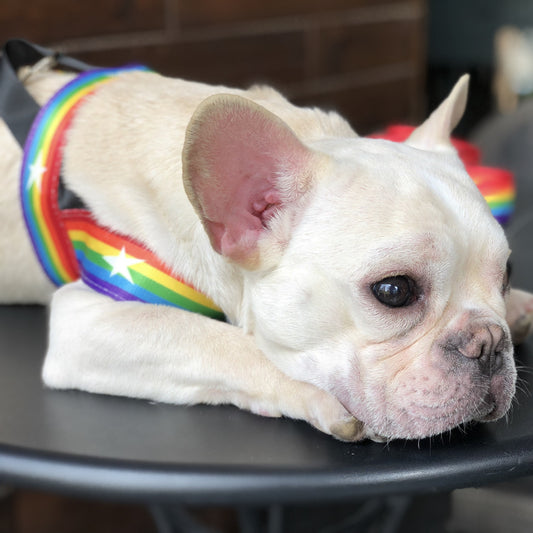 LGBT Unicorns Rainbow Pet Dog Leash Explosion-proof Chest Strap