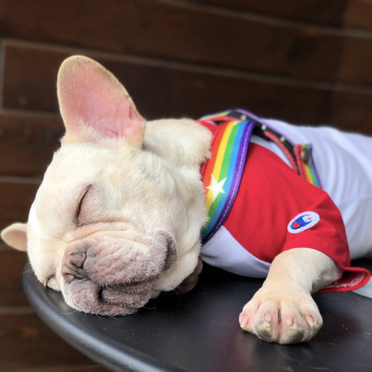 LGBT Unicorns Rainbow Pet Dog Leash Explosion-proof Chest Strap
